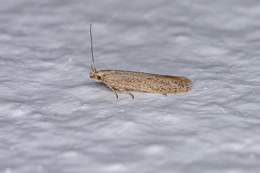 Pequena mariposa adulta da ordem lepidóptera