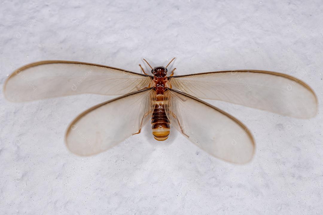 Cupim Alado Fêmea Adulta da Epifamília Termitoidae