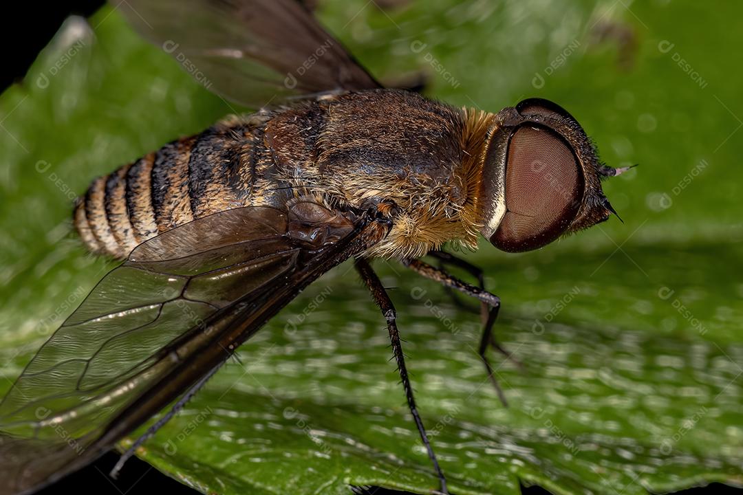 Mosca de abelha adulta da família Bombyliidae