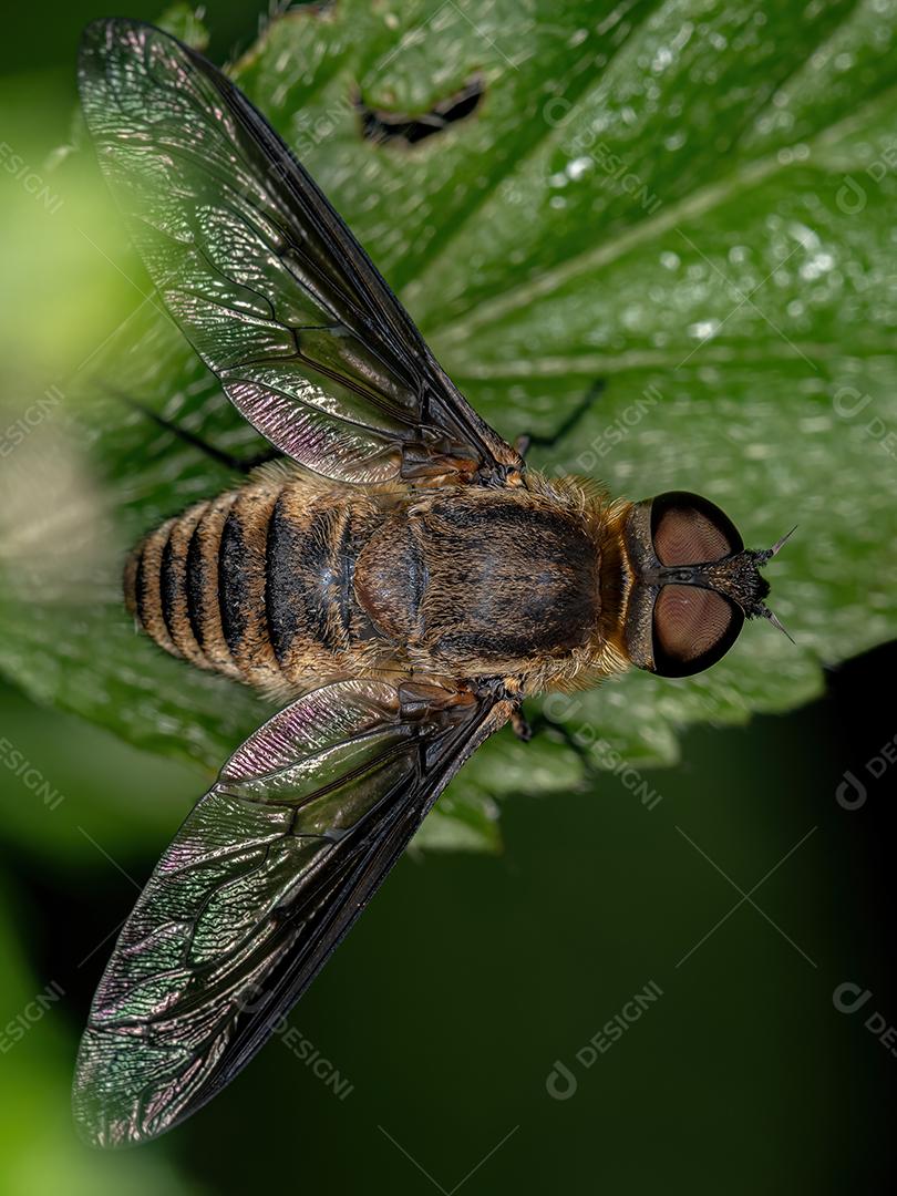 Mosca de abelha adulta da família Bombyliidae