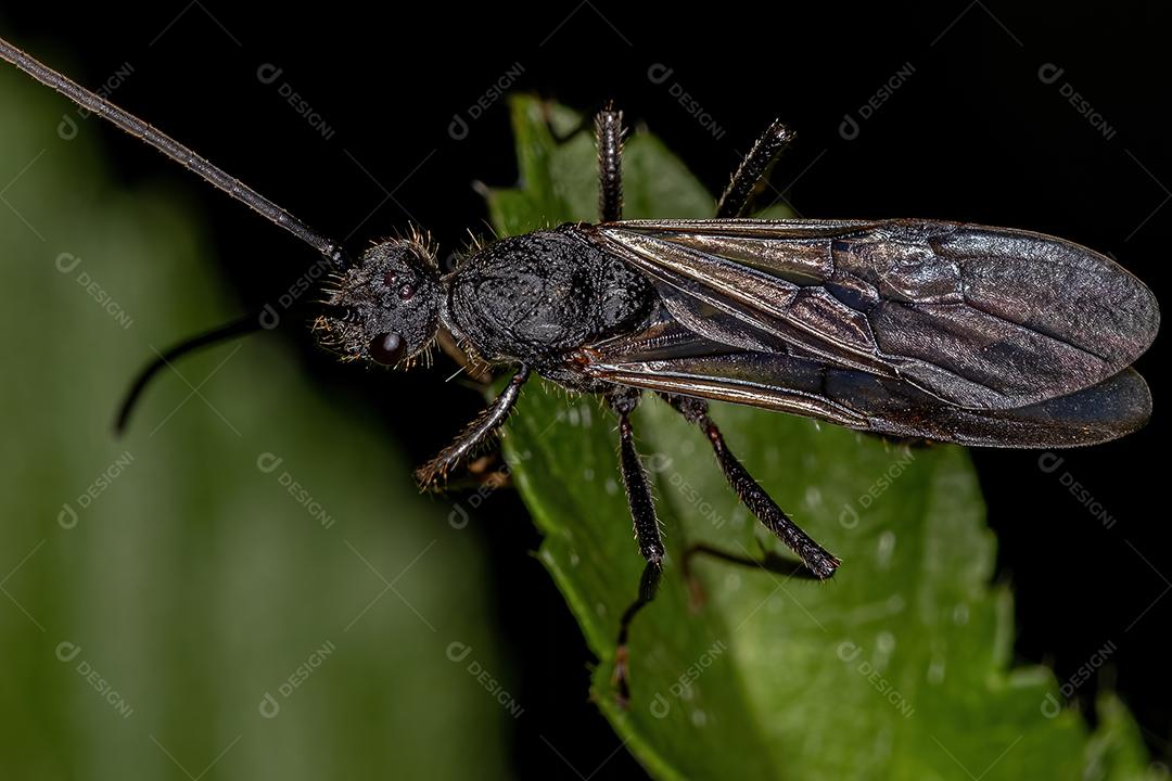 Formiga Ectatommina Alada Macho Adulto do Gênero Ectatomma