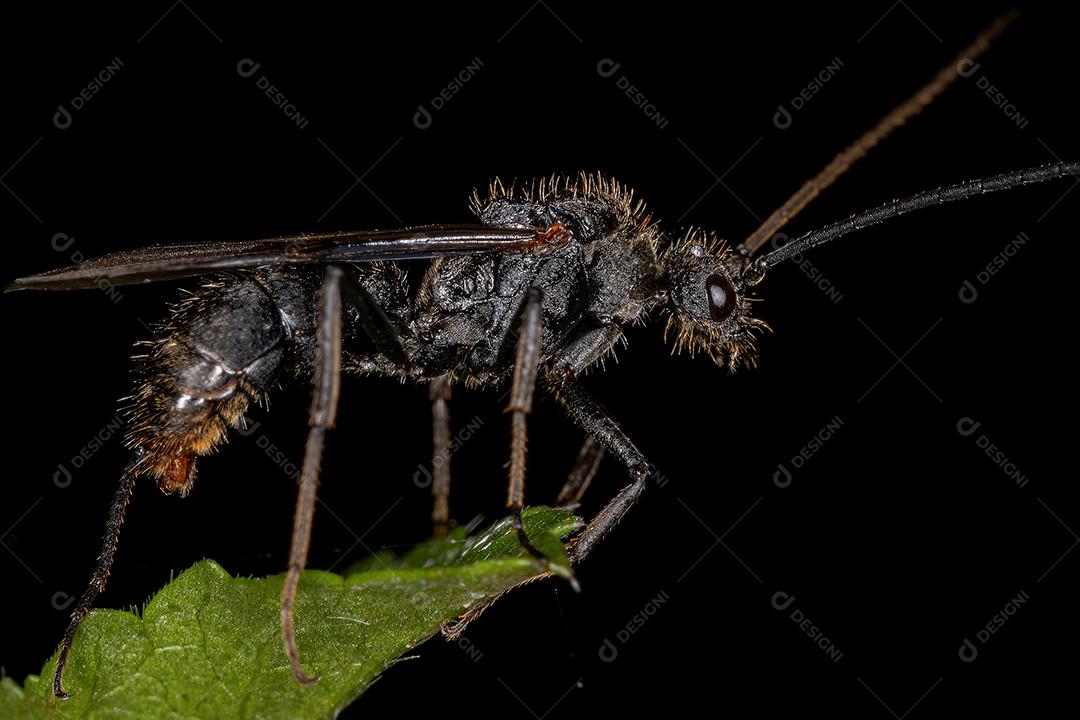Formiga Ectatommina Alada Macho Adulto do Gênero Ectatomma