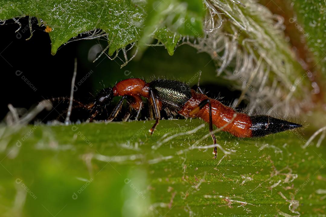 Besouro Whiplash adulto do gênero Paederus