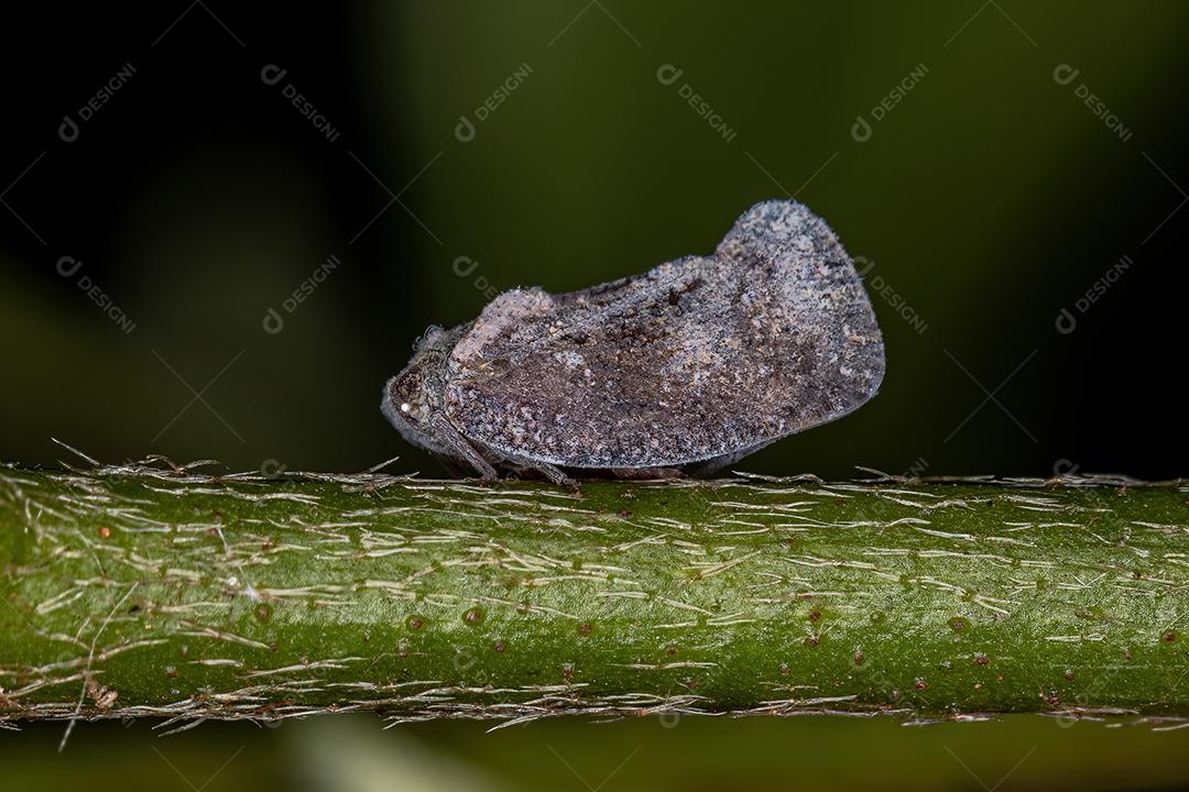 Inseto gafanhoto adulto da família Flatidae