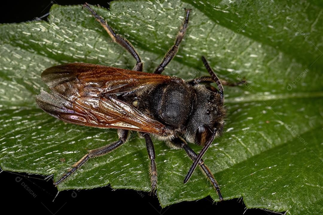 Abelha preta adulta da família Megachilidae