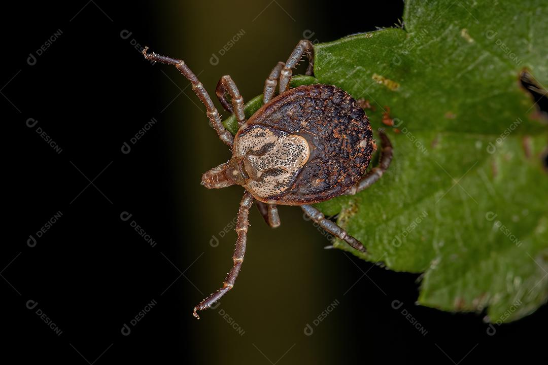 Fêmea adulta Cayenne Carrapato da espécie Amblyomma cajennense