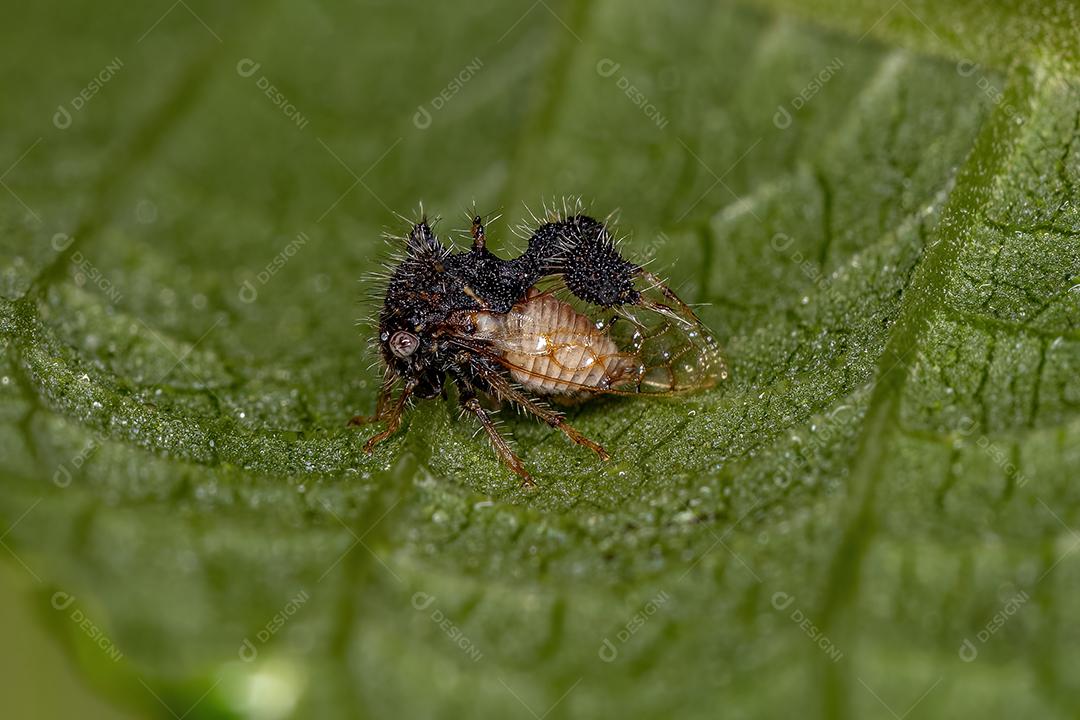 Treehopper imitando formiga adulta da espécie Cyphonia clavigera