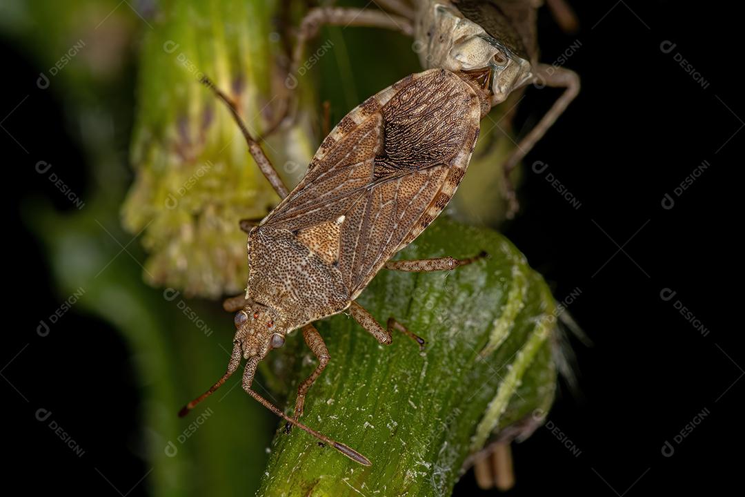 Insetos Pentatomomorfos adultos do acoplamento Infraordem Pentatomomorfos