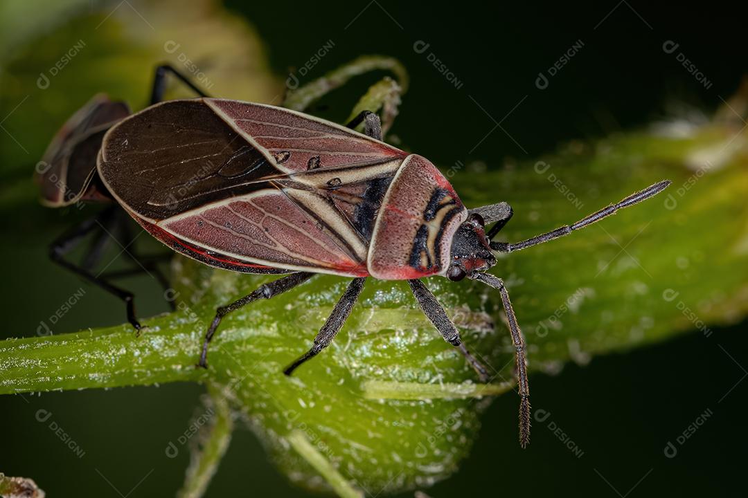 Percevejos-semente cruzados-brancos adultos do gênero Neacoryphus acoplamento
