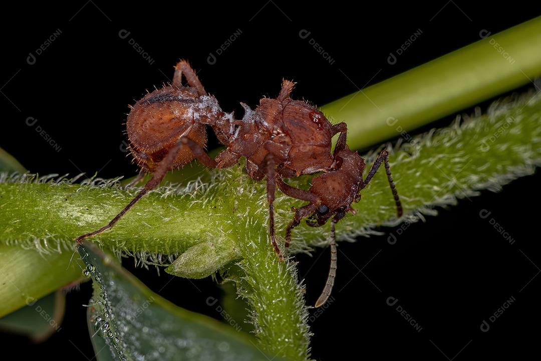Fêmea adulta Acromyrmex Rainha formiga cortadeira do gênero Acromyrmex
