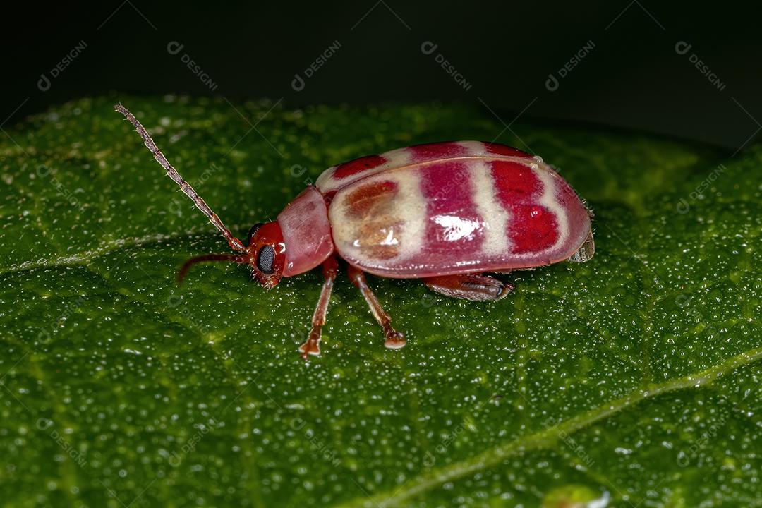 Besouro da pulga adulto da tribo Alticini
