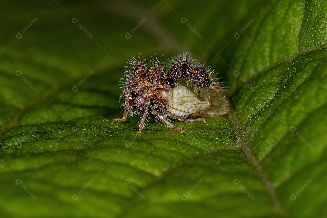 Treehopper imitando formiga adulta da espécie Cyphonia clavigera