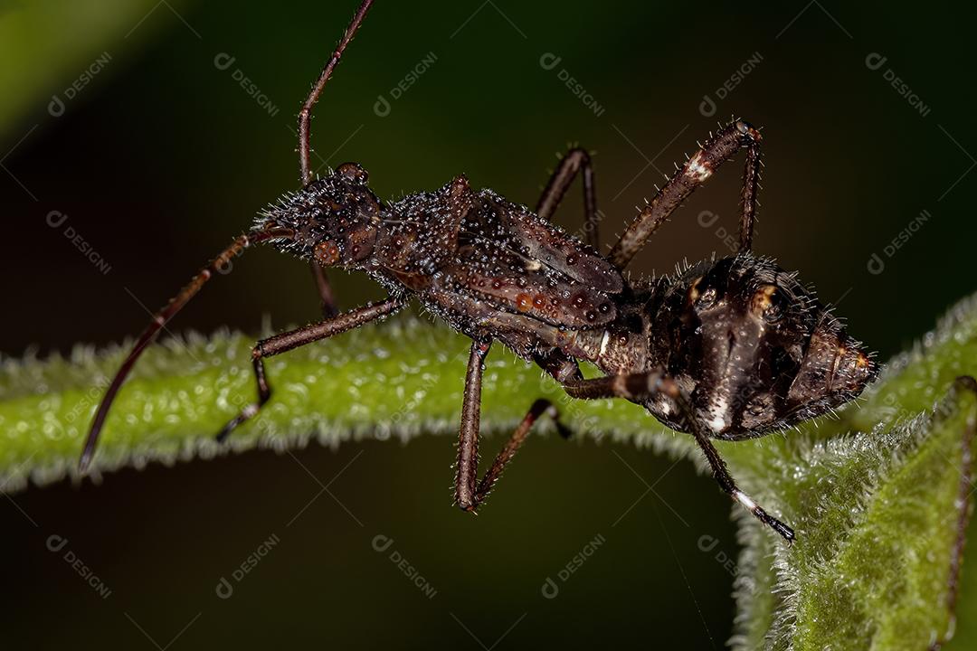 Inseto de cabeça larga adulto da subfamília Alydinae