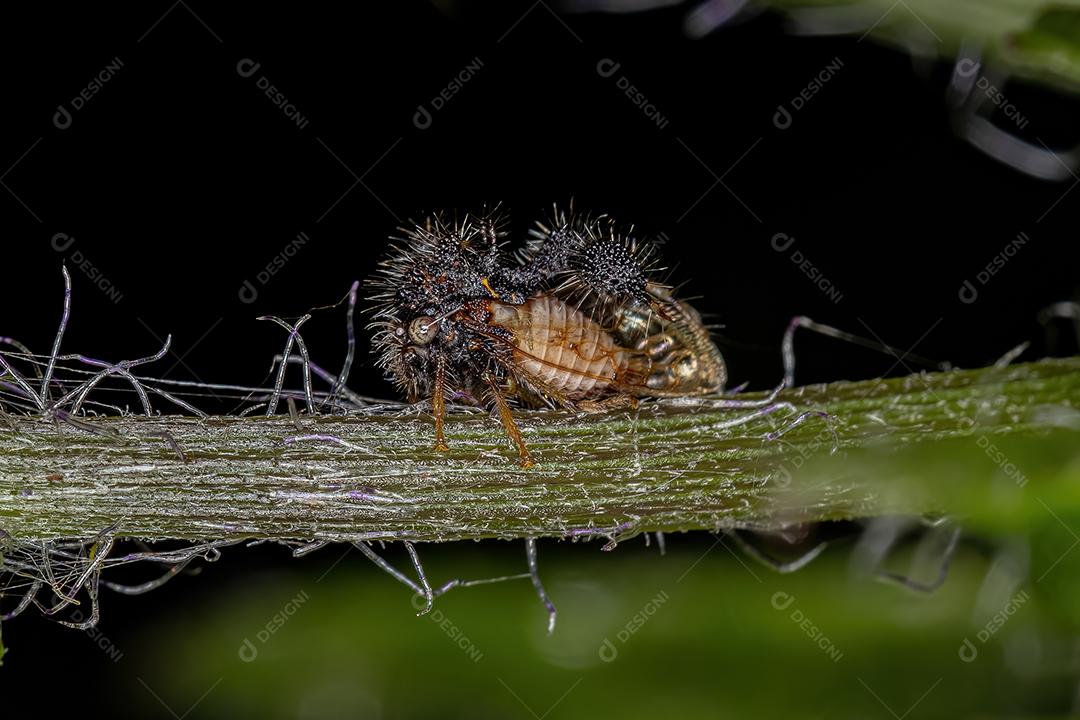 Treehopper imitando formiga adulta da espécie Cyphonia clavigera