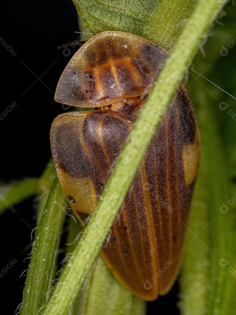 Besouro Vaga-lume adulto da espécie Aspisoma lineatum