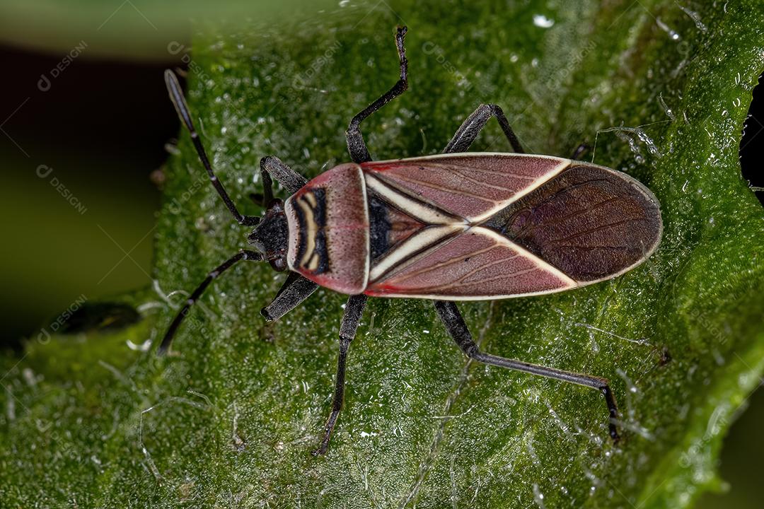 Inseto-semente cruzado branco adulto do gênero Neacoryphus