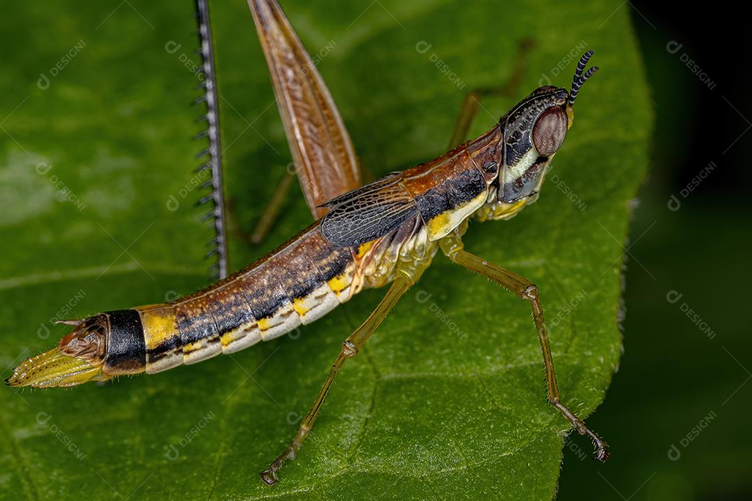 Ninfa fêmea do gafanhoto do macaco da espécie Temnomastax hamus