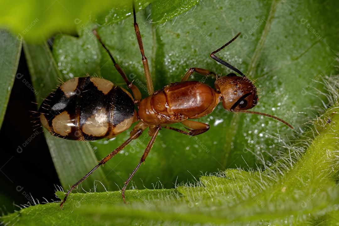 Fêmea adulta Carpinteiro Rainha Formiga do gênero Camponotus