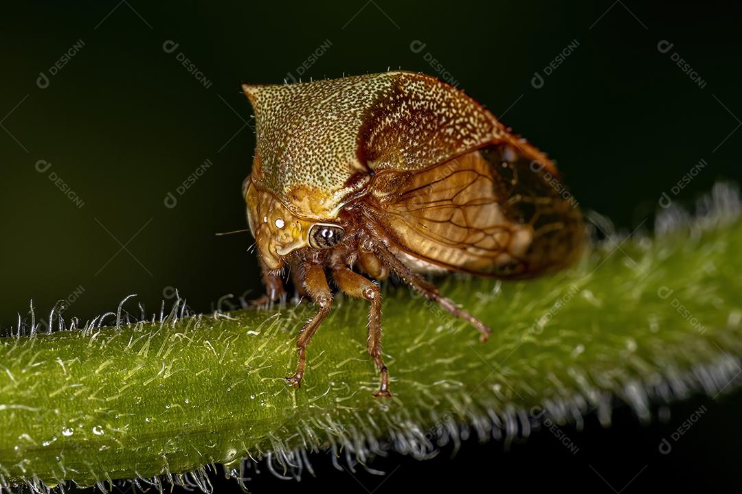 Buffalo Treehopper adulto da tribo Ceresini