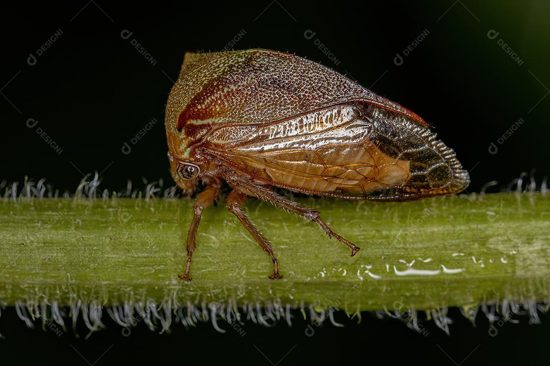 Buffalo Treehopper adulto da tribo Ceresini