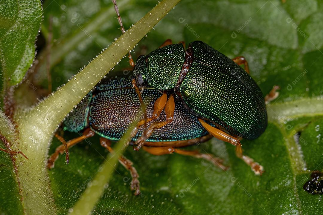 Buffalo Treehopper adulto da tribo Ceresini