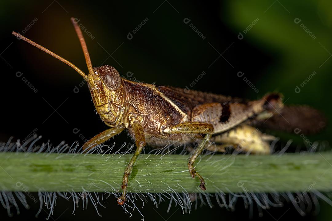 Gafanhoto de chifre curto adulto da família Acrididae