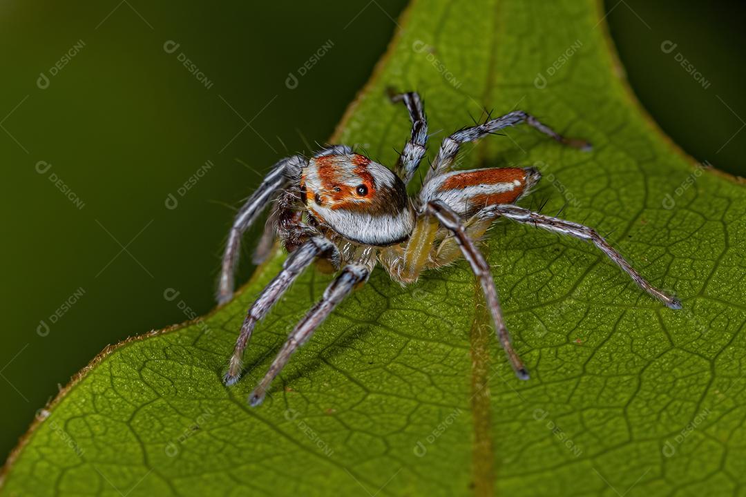 Aranha saltadora macho adulto do gênero Chira