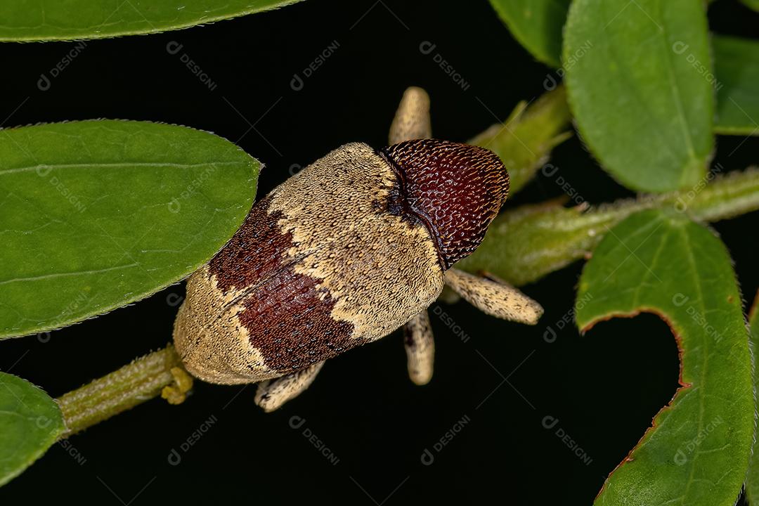 Gorgulho Verdadeiro Adulto da Família Curculionidae