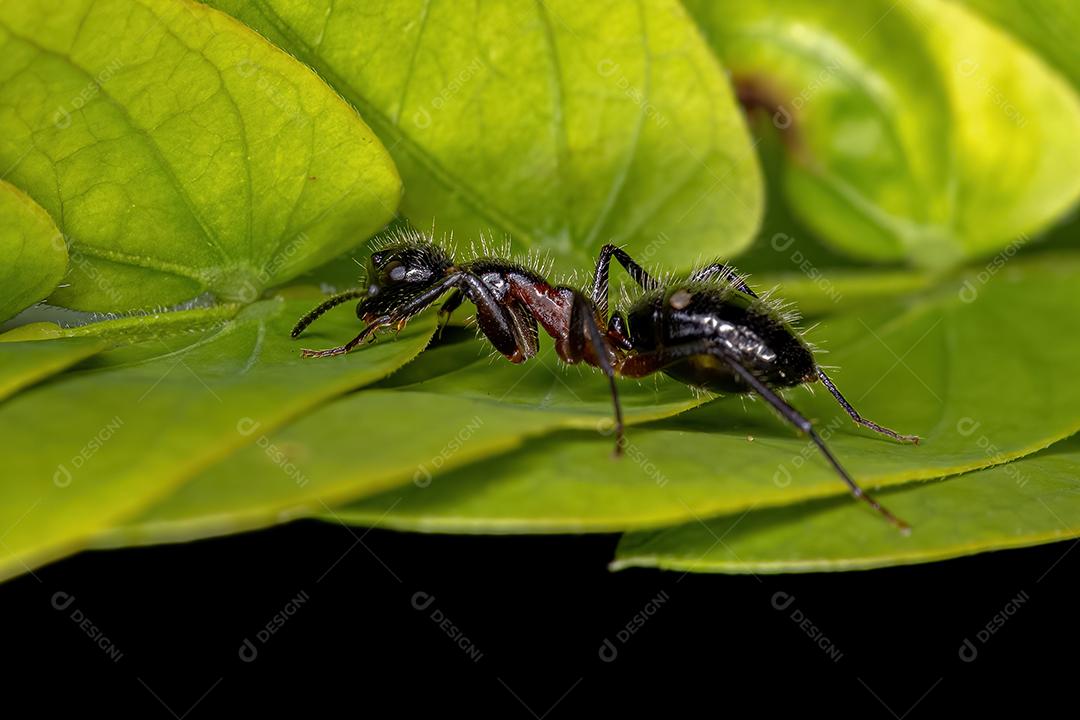 Formiga carpinteira de seis pintas fêmea adulta da espécie Camponotus sexguttatus