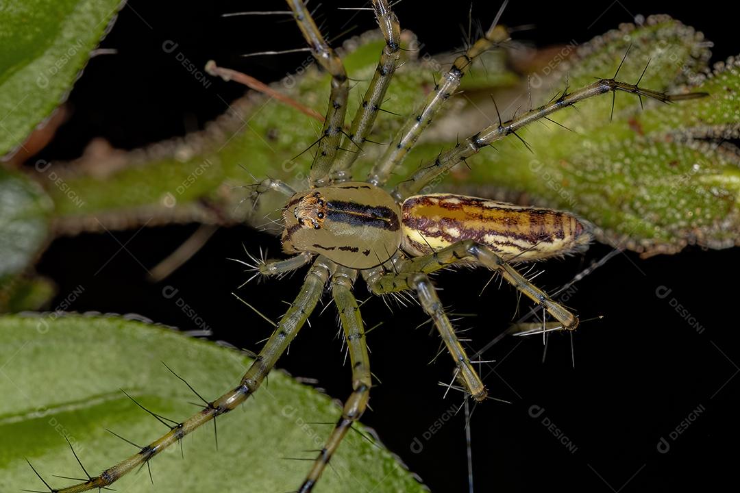 Aranha lince fêmea adulta do gênero Peucetia