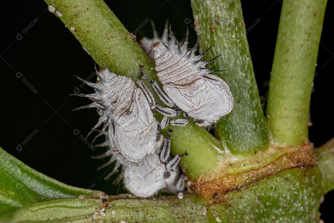 Ninfas de Treehoppers típicas da Família Membracidae
