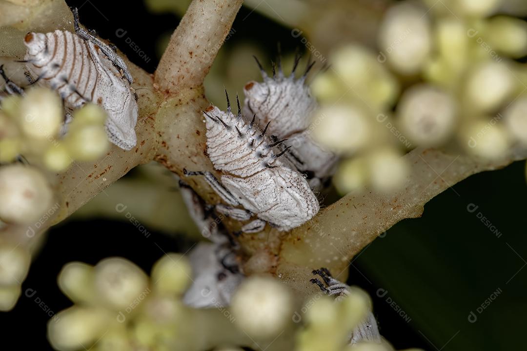 Ninfas de Treehoppers típicas da Família Membracidae