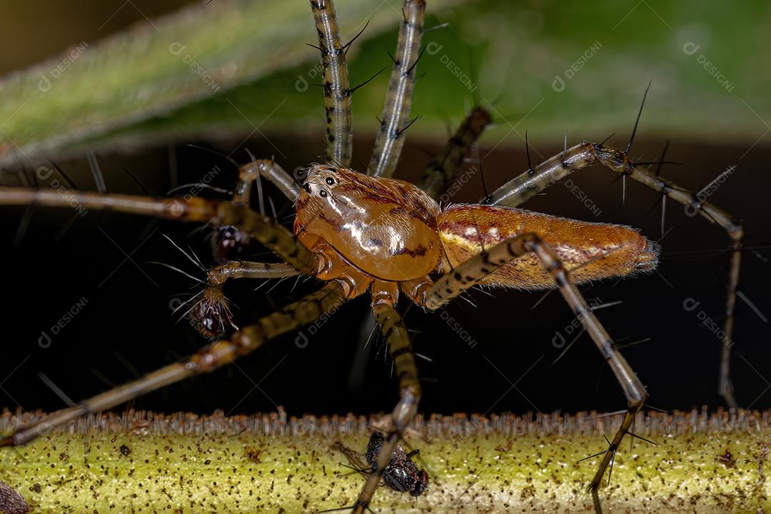 Aranha lince macho adulto do gênero Peucetia