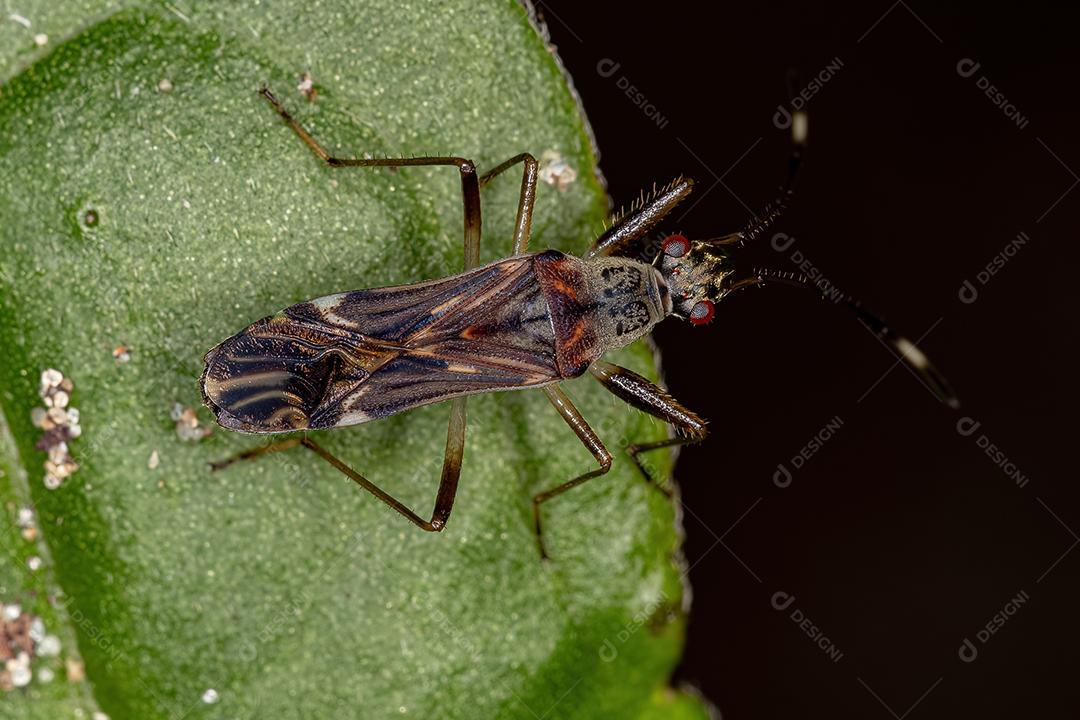 Inseto cor de sujeira da subfamília Rhyparochrominae