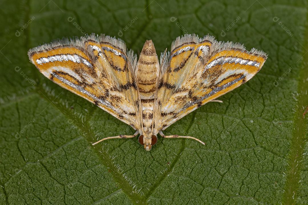 Mariposa adulta da subfamília Acentropinae