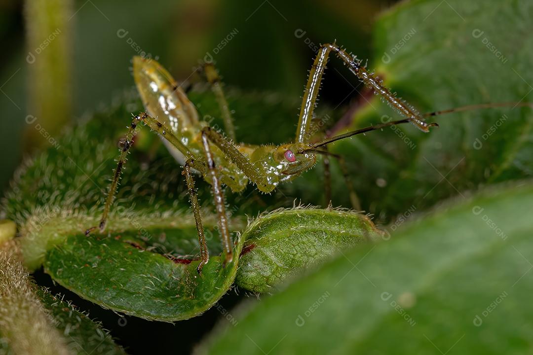 Assassin Bug Ninfa da Tribo Harpactorini