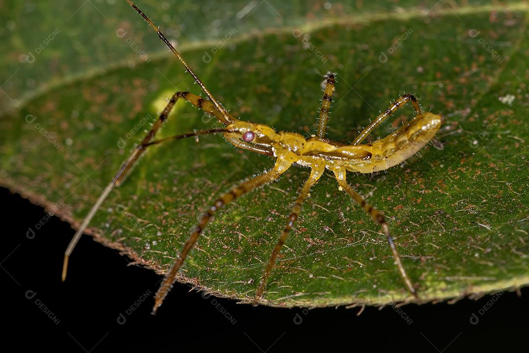 Assassin Bug Ninfa da Tribo Harpactorini