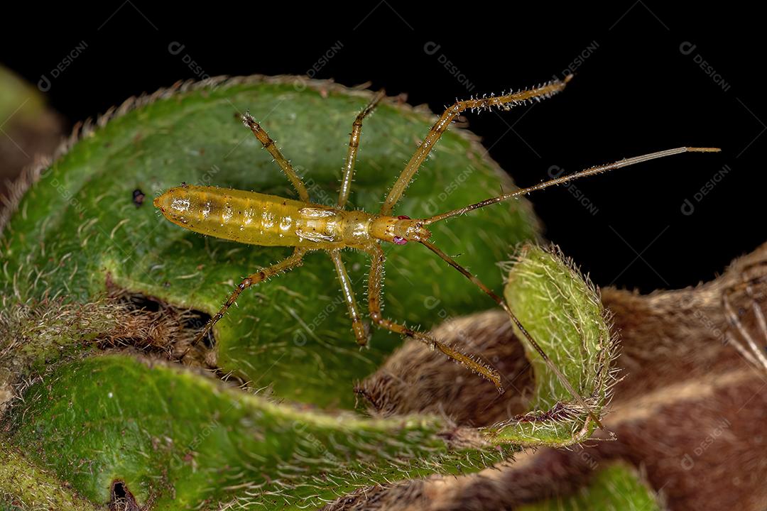 Assassin Bug Ninfa da Tribo Harpactorini