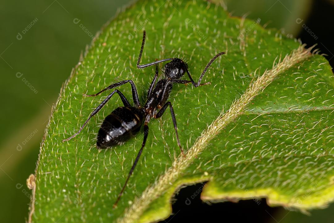 Formiga carpinteira de seis pintas fêmea adulta da espécie Camponotus sexguttatus