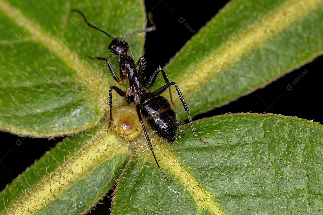 Formiga carpinteira de seis pintas fêmea adulta da espécie Camponotus sexguttatus
