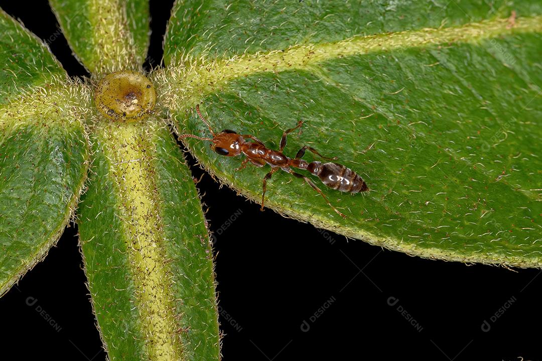 Formiga-galho fêmea adulta do gênero Pseudomyrmex