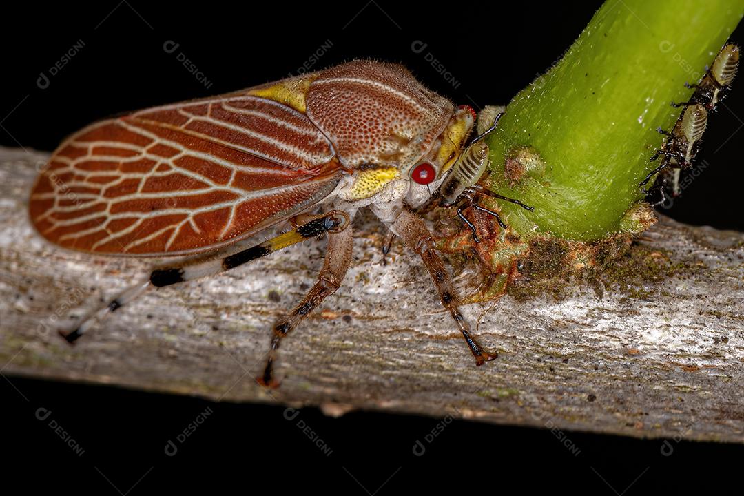 Aetalionid Treehopper adulto da espécie Aetalion reticulatum