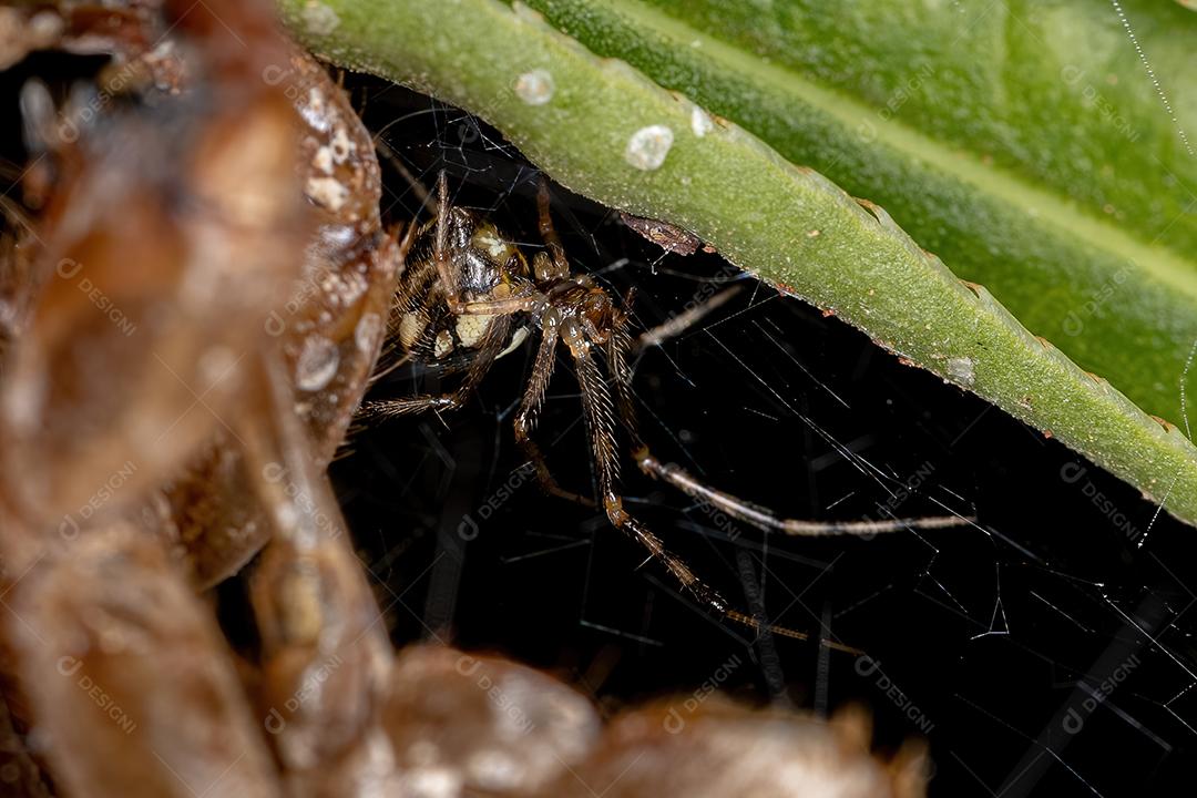 Aranha Teia de Aranha Fêmea Adulta da Família Theridiidae