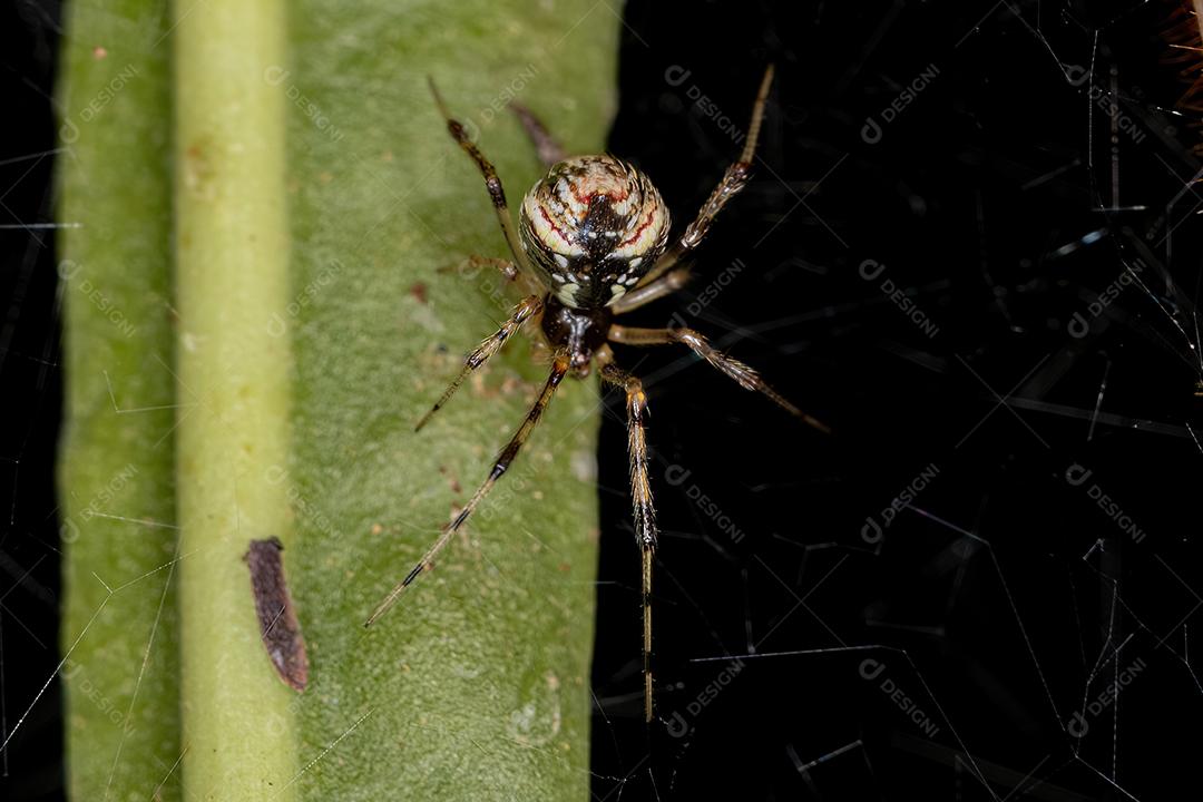 Aranha Teia de Aranha Fêmea Adulta da Família Theridiidae