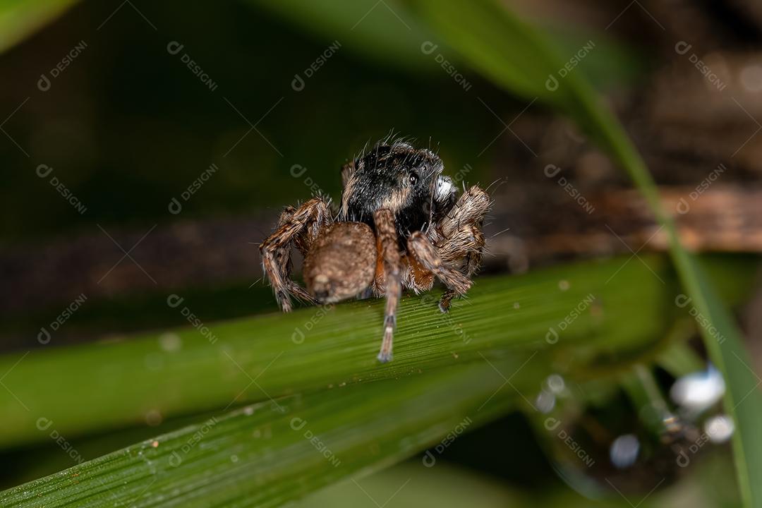 Aranha de salto adulta masculina da espécie Sumampattus quinqueradiatus predando uma formiga