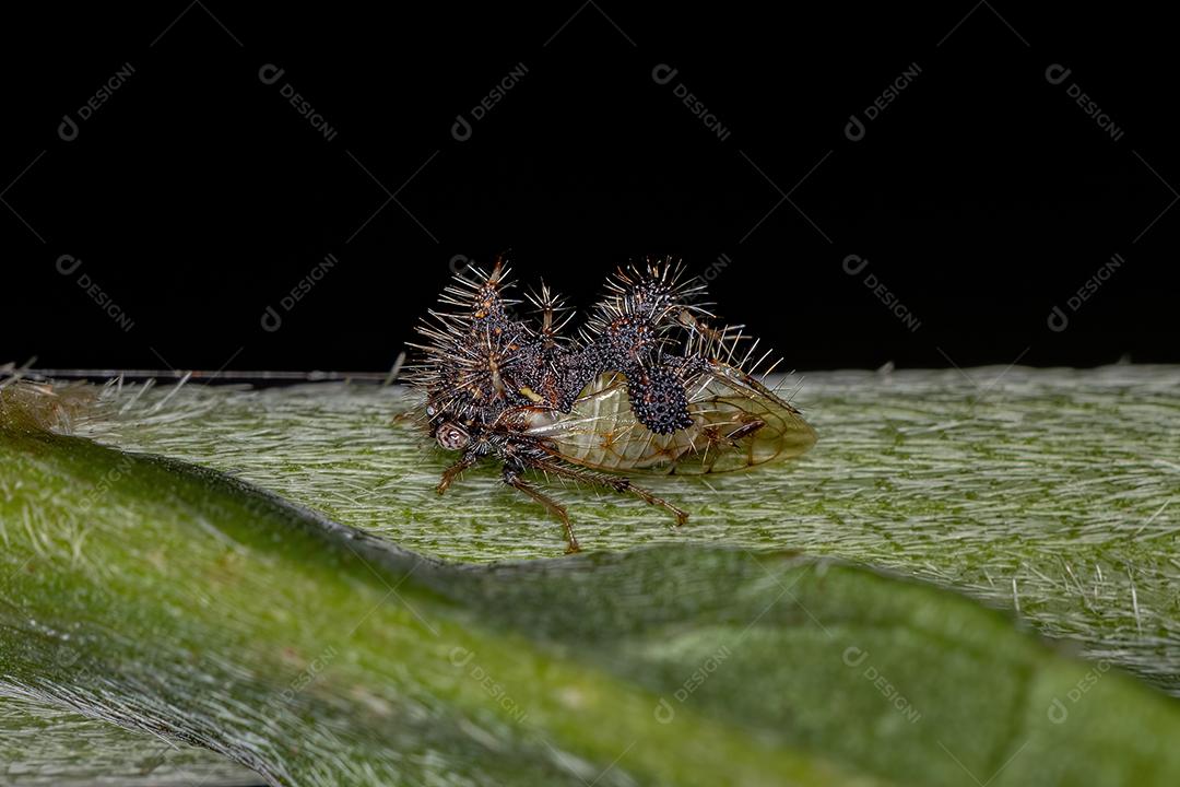 Treehopper imitando formiga adulta da espécie Cyphonia clavigera