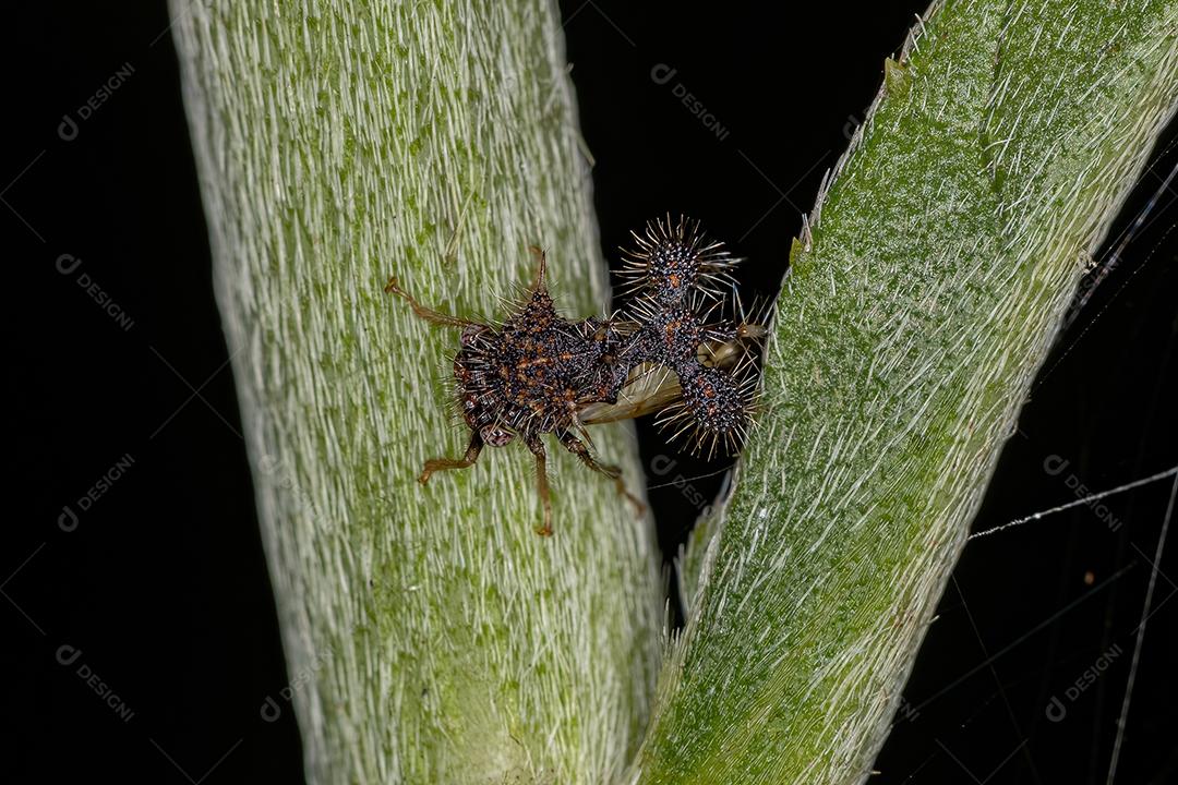 Treehopper imitando formiga adulta da espécie Cyphonia clavigera