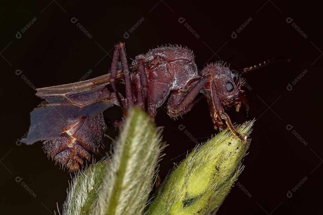 Fêmea adulta Acromyrmex Rainha formiga cortadeira do gênero Acromyrmex