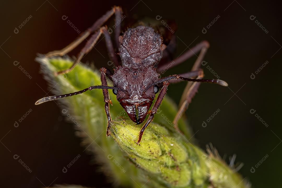 Fêmea adulta Acromyrmex Rainha formiga cortadeira do gênero Acromyrmex