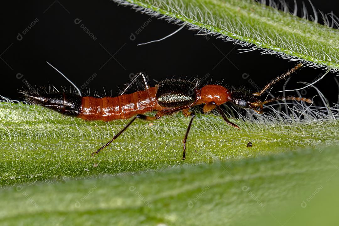 Besouro Whiplash adulto do gênero Paederus